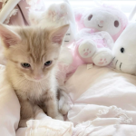 kittend