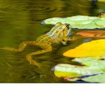 The Frog United
