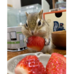 Squirrel coco cola