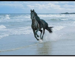 Ocean Horse Riding Academy
