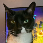 Grab Sandbox Development