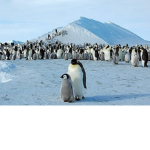 Pinguini family