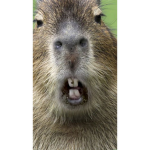 Capybaras are da besstt
