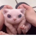 Bingus Cat Tree