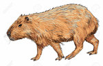 Capy Bara Games