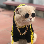 Dog17252627