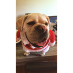Lickity D Split B Innovation TM