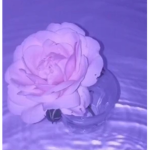 ᴍʏ ᴄʜɪʟᴅʀᴇɴ