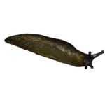 slug boy