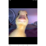 You Quack Me Up!
