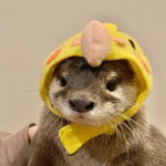 Otters .