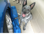 If you love dogs you can join this group