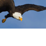 Marc's Eagle Squad