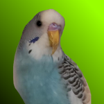 Pio-Pio