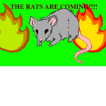 The rats!!!!!!!!