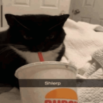 The Shlerpers