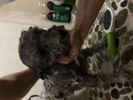 Peluche Group