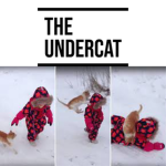 The Catastrophe