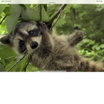 Raccoon Rumble