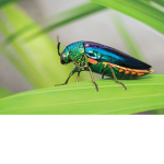 beezleClan