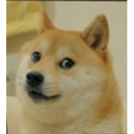 The dog that is named taco