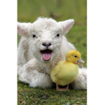 !~The Lamb Buddies~!