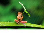 ~Cute Froggy~