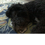 WE DOG123