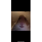 Haliet