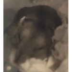 ~GUCCI~HAMSTER~