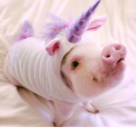 the piggy club