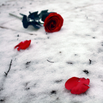 BrokenRoses