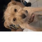 Cute puppy's club