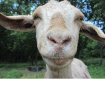 mr goats games