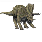 triceratops