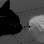WeLoveKitty<33