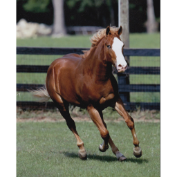 • Hawk Ridge Stables OLD  •