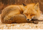 FireFox Corporation