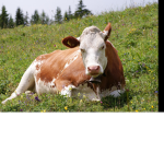 The coolest cows private group
