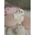 April's Kitten