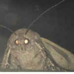 Moth's Clothing Group