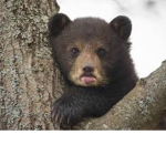 Bears Life Amry
