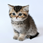 I hope to be a cat