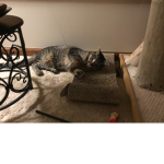 The group of the cat approved