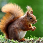Squirrel Attack Team