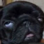 #PugDesigns