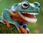 frogs with weird things