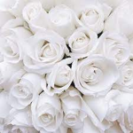 ~Bella blooms flower garden~