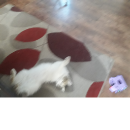 cat land