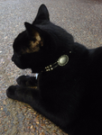 catttttttttttttttttttttttttttt